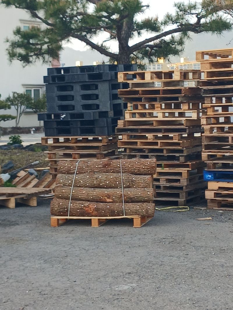 샬롬 ~님의 장터 판매 상품 [ 표고버섯 종균접종 참나무원목 분양합니다] 첨부 사진