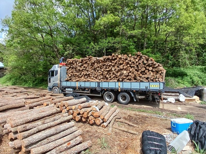샬롬 ~님의 장터 판매 상품 [ 표고버섯 종균접종 참나무원목 분양합니다] 첨부 사진