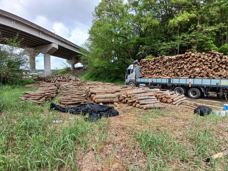 샬롬 ~님의 장터 판매 상품 [ 표고버섯 종균접종 참나무원목 분양합니다] 첨부 사진