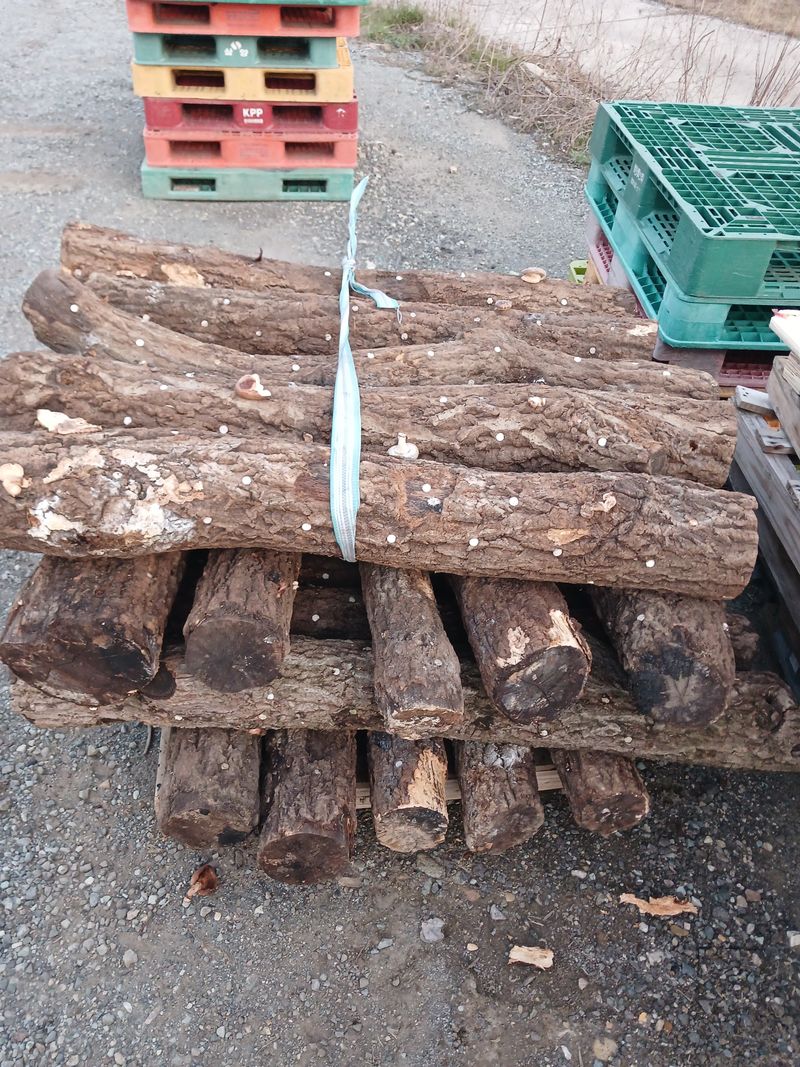 샬롬 ~님의 장터 판매 상품 [ 표고버섯 종균접종 참나무원목 분양합니다] 첨부 사진