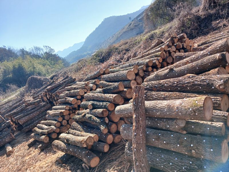샬롬 ~님의 장터 판매 상품 [ 표고버섯 종균접종 참나무원목 분양합니다] 첨부 사진