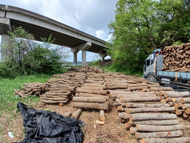 장터 상품 [ 표고버섯 종균접종 참나무원목 분양합니다] 썸네일