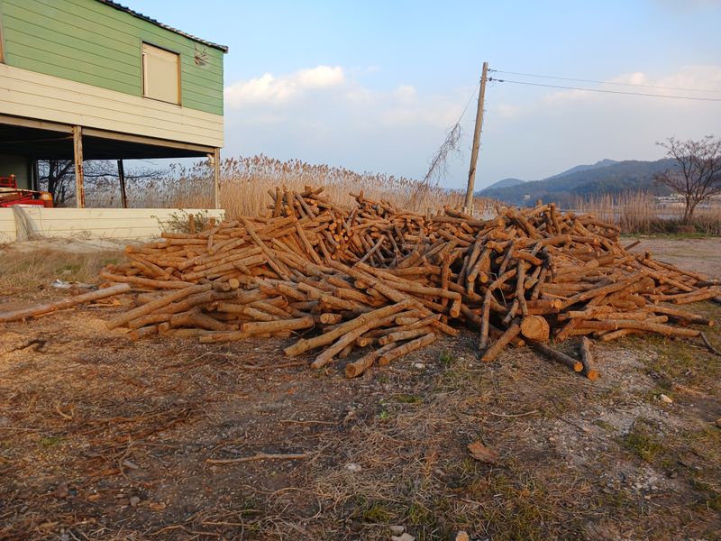 샬롬 ~님의 장터 판매 상품 [ 표고버섯 종균접종 참나무원목 분양합니다] 첨부 사진