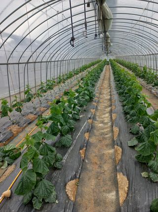 농민님의 오이 · 자유게시판 작성글 사진