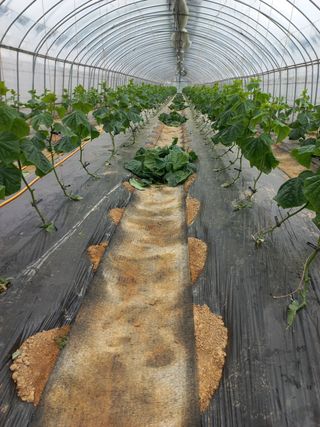 농민님의 오이 · 자유게시판 작성글 사진