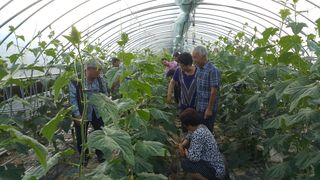 농민님의 오이 · 자유게시판 작성글 사진