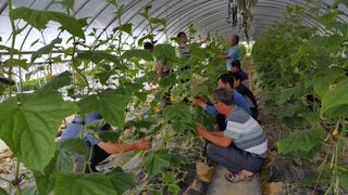 농민님의 오이 · 자유게시판 작성글 사진