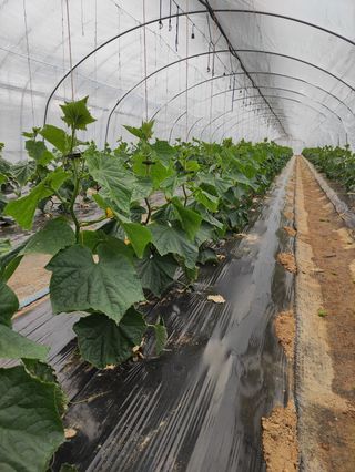 농민님의 오이 · 자유게시판 작성글 사진
