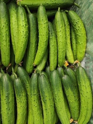 농민님의 오이 · 자유게시판 작성글 사진