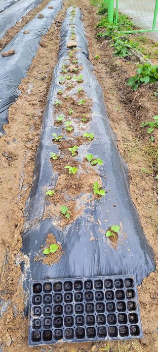 김중언님의 두릅·삽목•정식 작성글 사진