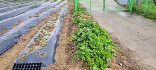 김중언님의 두릅 · 삽목•정식 작성글 사진