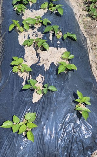 김중언님의 두릅 · 삽목•정식 작성글 사진