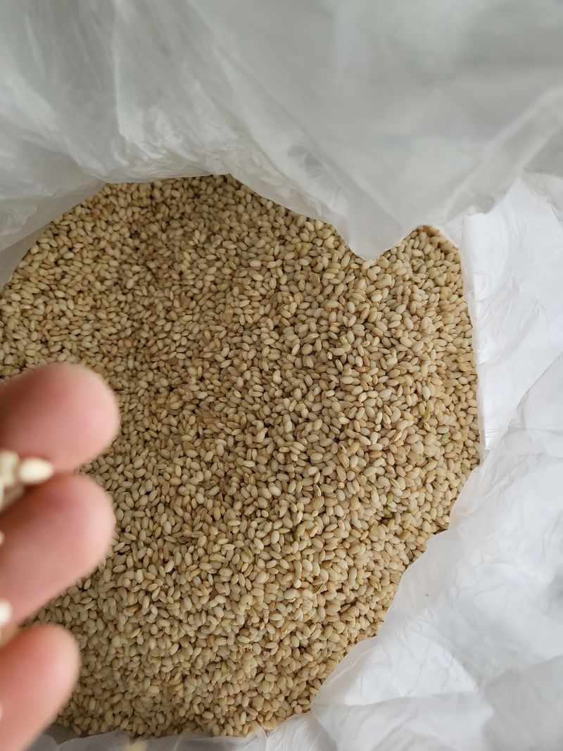 장터 상품 [찹쌀현미 20kg 판매해요] 썸네일