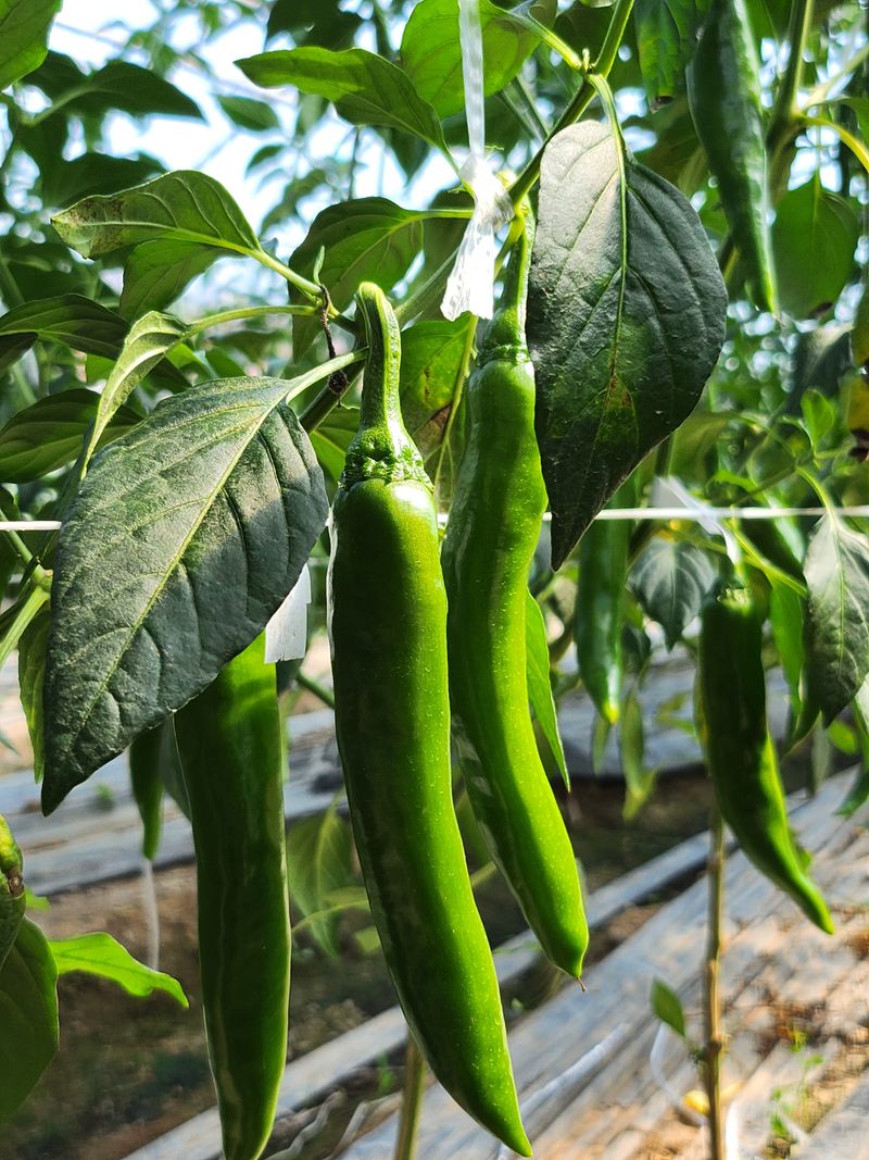 안상환님의 장터 판매 상품 [아삭이풋고추 10kg] 첨부 사진