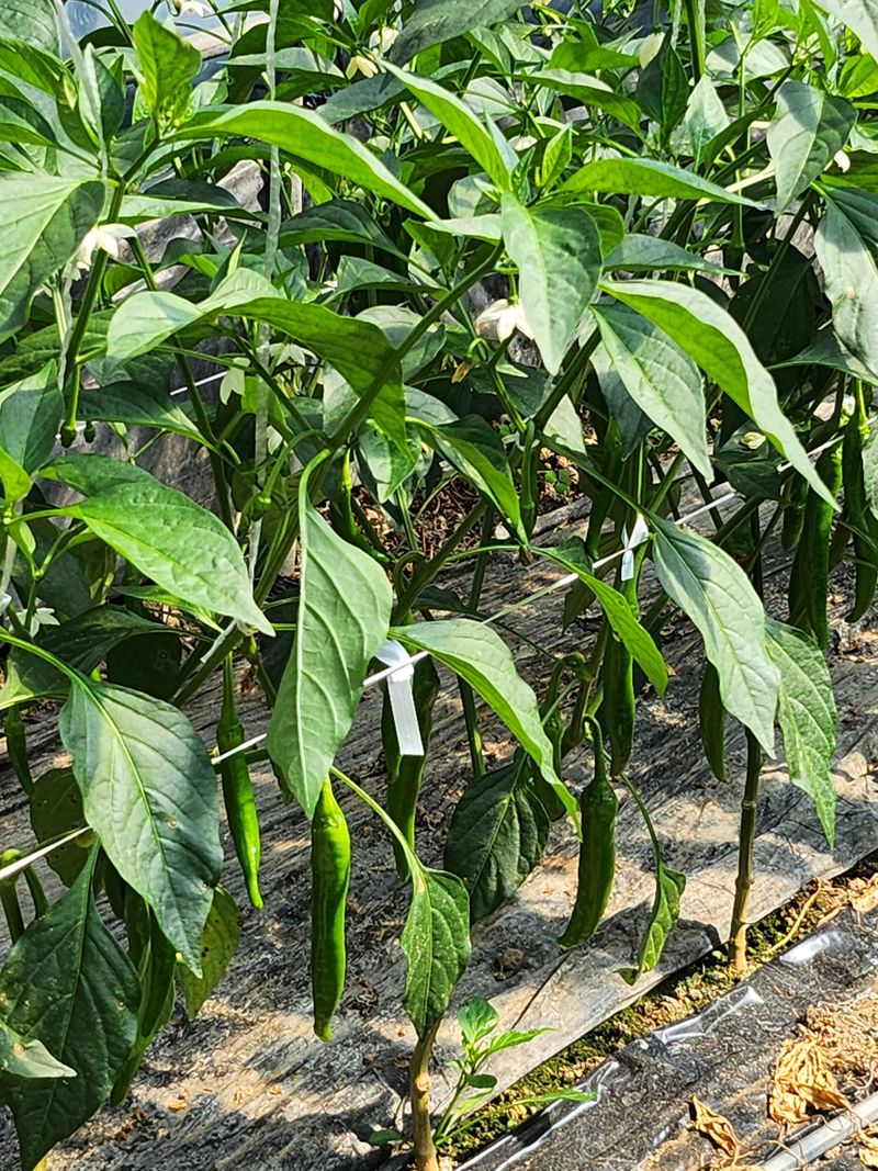 안상환님의 장터 판매 상품 [아삭이풋고추 10kg] 첨부 사진