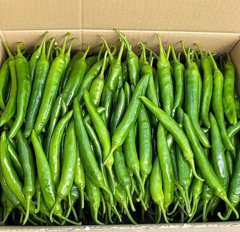 안상환님의 장터 판매 상품 [아삭이풋고추 10kg] 첨부 사진