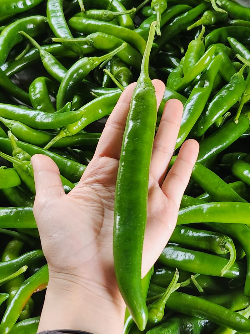 안상환님의 장터 판매 상품 [아삭이풋고추 10kg] 첨부 사진