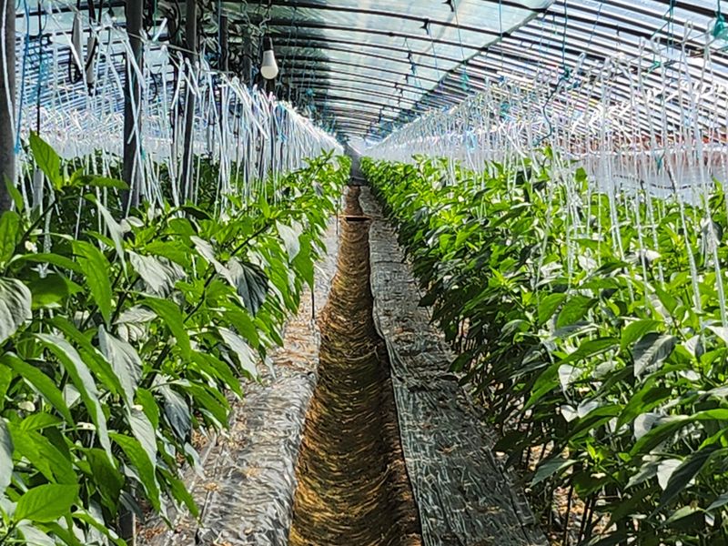 안상환님의 장터 판매 상품 [아삭이풋고추 10kg] 첨부 사진