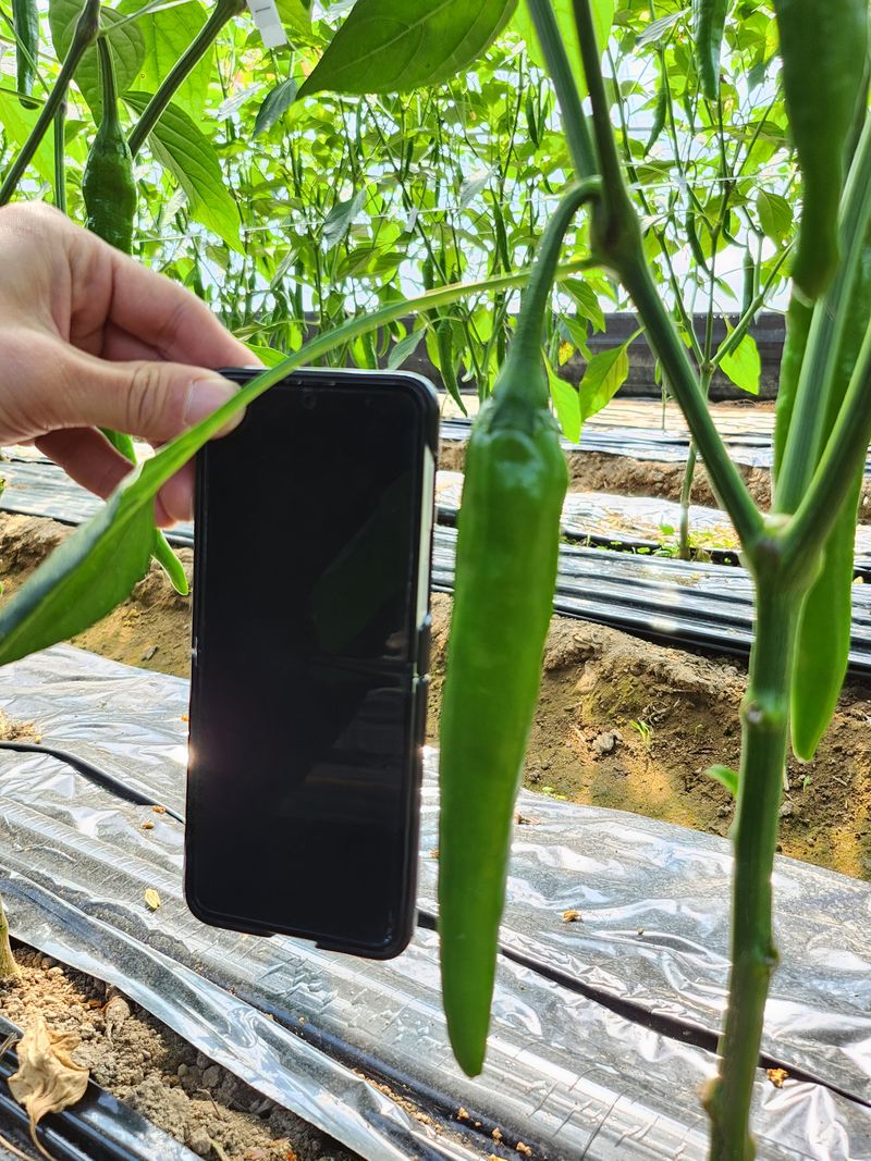 안상환님의 장터 판매 상품 [아삭이풋고추 10kg] 첨부 사진