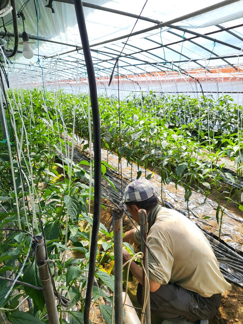안상환님의 장터 판매 상품 [아삭이풋고추 10kg] 첨부 사진