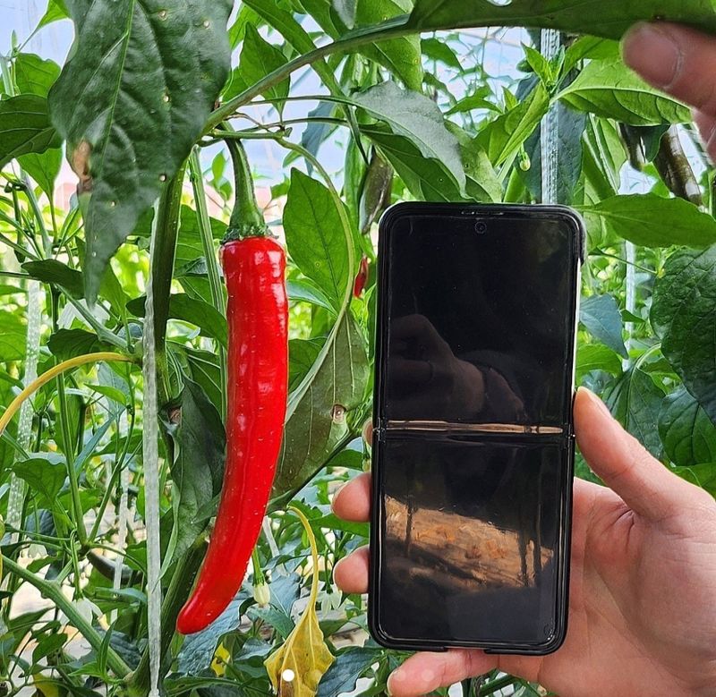 장터 상품 [홍고추 10kg] 썸네일