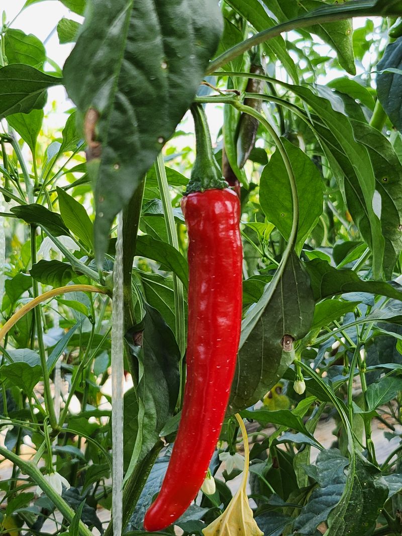 안상환님의 장터 판매 상품 [홍고추 10kg] 첨부 사진