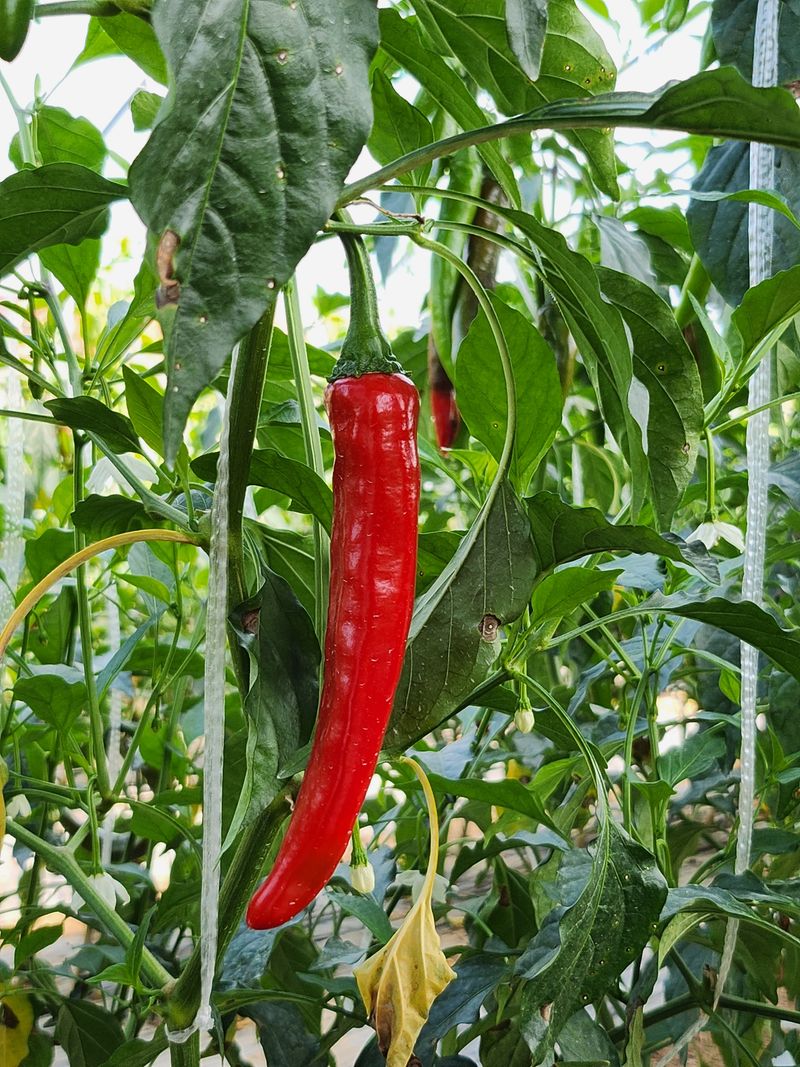 안상환님의 장터 판매 상품 [홍고추 10kg] 첨부 사진