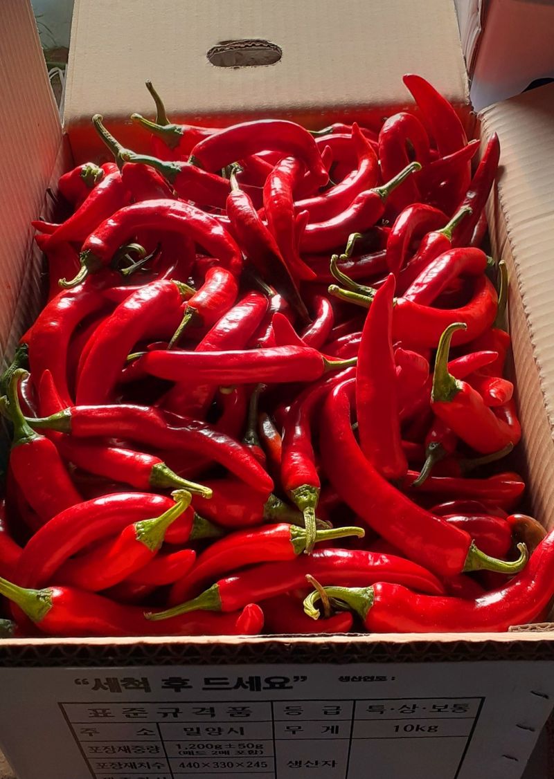 안상환님의 장터 판매 상품 [홍고추 10kg] 첨부 사진