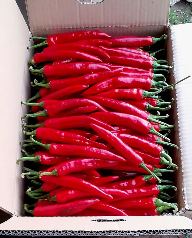 안상환님의 장터 판매 상품 [홍고추 10kg] 첨부 사진