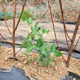 팜모닝 복숭아·자유게시판 게시글 이미지