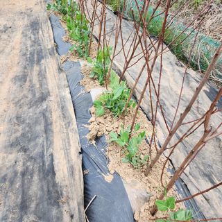 김은경님의 복숭아 · 자유게시판 작성글 사진