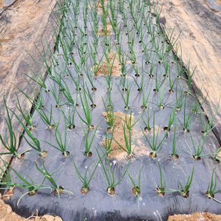 김은경님의 복숭아 · 자유게시판 작성글 사진