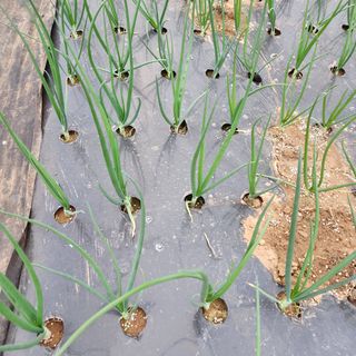 김은경님의 복숭아 · 자유게시판 작성글 사진