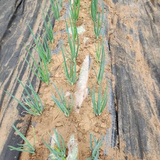 김은경님의 복숭아 · 자유게시판 작성글 사진