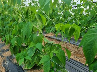 용균님의 콩 · 자유게시판 작성글 사진