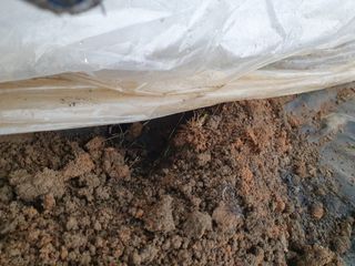 멋진여성농님의 고추 · 병해충상담 작성글 사진