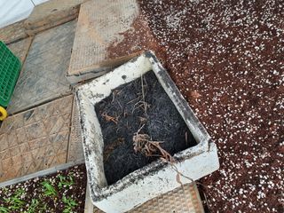 멋진여성농님의 고추 · 병해충상담 작성글 사진