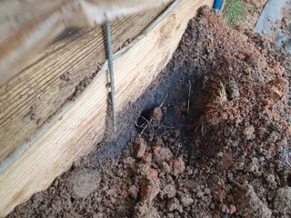 멋진여성농님의 고추 · 병해충상담 작성글 사진