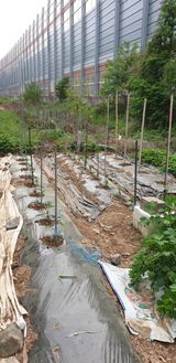 팜모닝 고추·병해충상담 게시글 이미지