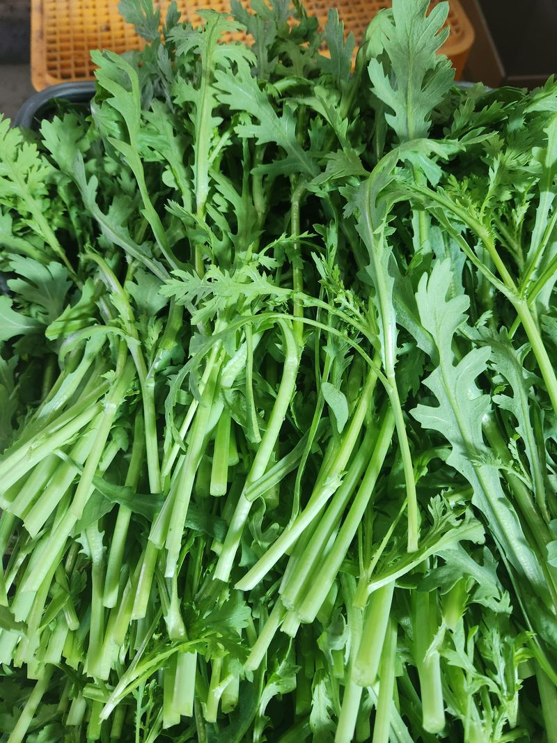 빨간장화농장 김숙자님의 장터 판매 상품 [열무4키로 얼갈이 2키로 6키로가] 첨부 사진