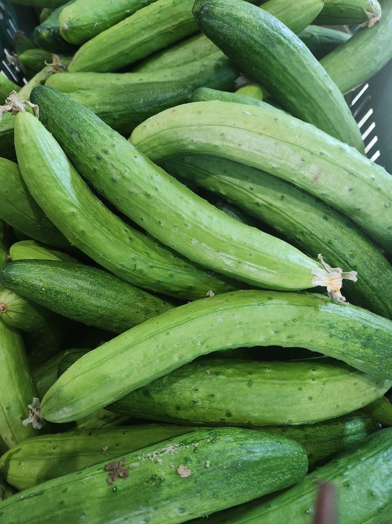 빨간장화농장 김숙자님의 장터 판매 상품 [열무4키로 얼갈이 2키로 6키로가] 첨부 사진