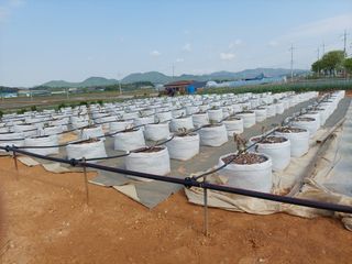 김경자님의 블루베리 · 자유게시판 작성글 사진