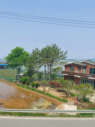 베리맘님의 블루베리 · 자유게시판 작성글 사진