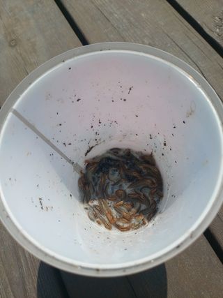 베리맘님의 블루베리 · 자유게시판 작성글 사진