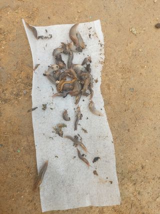 베리맘님의 블루베리 · 자유게시판 작성글 사진