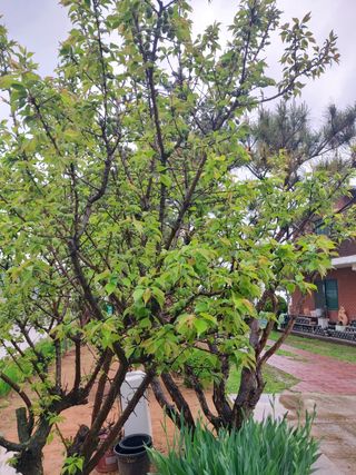 베리맘님의 블루베리 · 자유게시판 작성글 사진