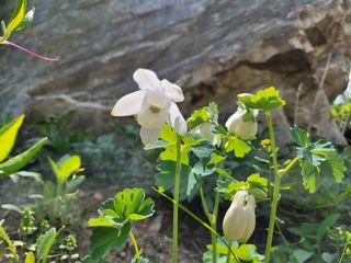 자연농원 순 강재옥님의 자유주제 · 자유게시판 작성글 사진