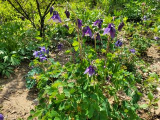 자연농원 순 강재옥님의 자유주제 · 자유게시판 작성글 사진