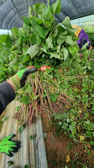 김동수님의 고구마 · 자유게시판 작성글 사진