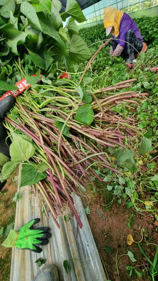 김동수님의 고구마 · 자유게시판 작성글 사진